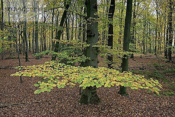 Buche im Herbst  Herbstlaub  Bottrop  Ruhrgebiet  Nordrhein-Westfalen  Deutschland  Europa