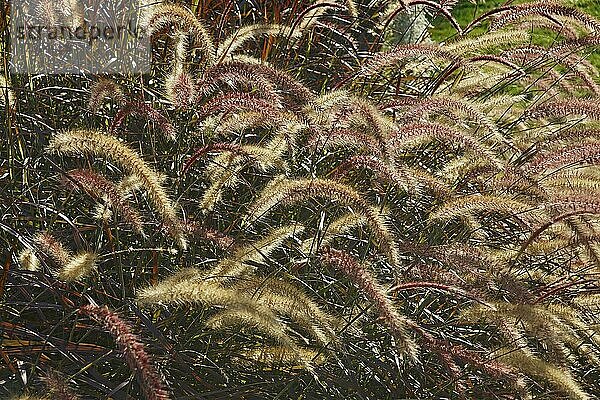 Purpur-Fontänengras (Cenchrus setaceus Rubrum) . Pflanzen  Nahaufnahme  Virginia  Vereinigte Staaten