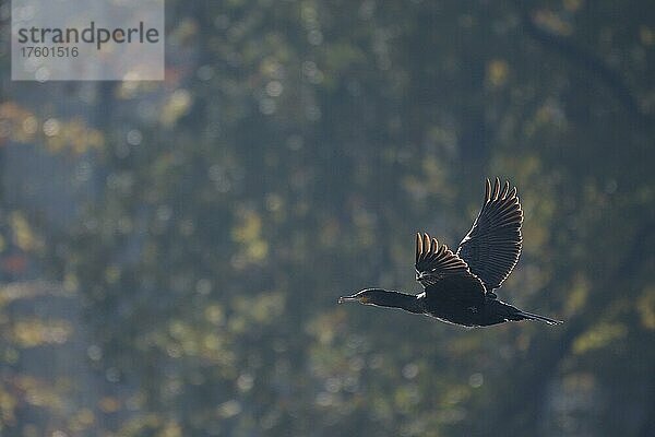 Kormoran (Phalacrocorax carbo)  fliegend  im Bergsenkungsgebiet  Bottrop  Ruhrgebiet  Nordrhein-Westfalen  Deutschland  Europa