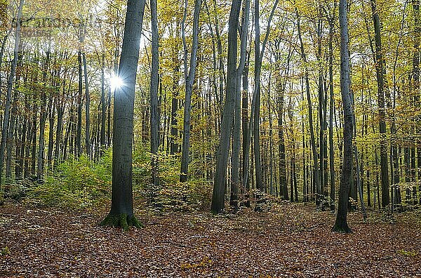 Rotbuchenwald  Rotbuche (Fagus sylvatica) im Herbst  mit Sonnenstern  Nationalpark Hainich  Thüringen  Deutschland  Europa