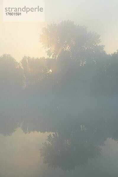 Morgennebel und Sonnenaufgang im Naturschutzgebiet Herbslebener Teiche  Thüringen  Deutschland  Europa