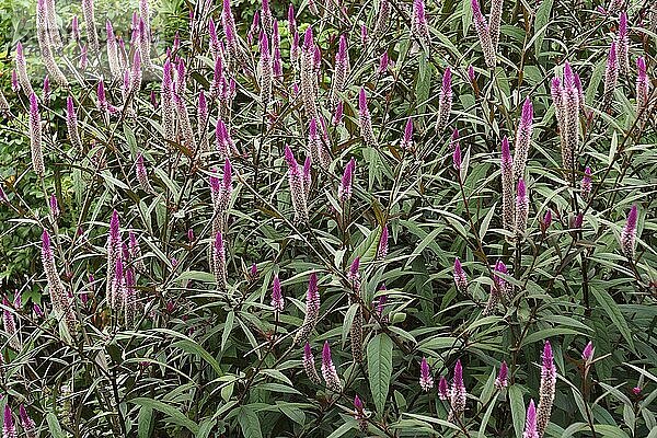 Weizen-Celosia (Celosia spicata) . Blumen  Nahaufnahme  Virginia  Vereinigte Staaten