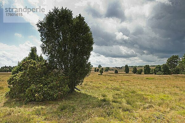 Wacholder (Juniperus communis) in Heidelandschaft  Niedersachsen  Deutschland  Europa