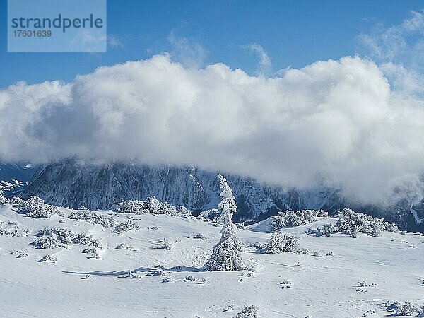 Blauer Himmel über Winterlandschaft  Gipfel vom Grimming in Wolken  Aussicht vom Lawinenstein  Tauplitzalm  Steiermark  Österreich  Europa