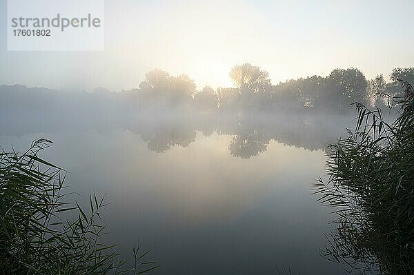Morgennebel und Sonnenaufgang im Naturschutzgebiet Herbslebener Teiche  Thüringen  Deutschland  Europa