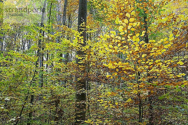 Bunt verfärbte Blätter im Rotbuchenwald (Fagus sylvatica) im Herbst  Nationalpark Hainich  Thüringen  Deutschland  Europa
