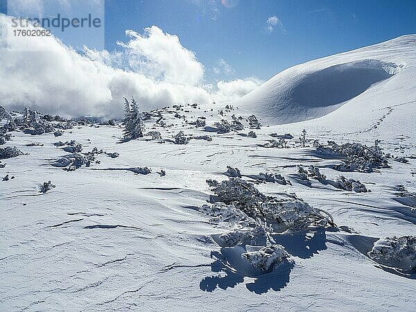 Blauer Himmel über Winterlandschaft  verschneite Bäume  Hochplateau am Lawinenstein  Tauplitzalm  Steiermark  Österreich  Europa