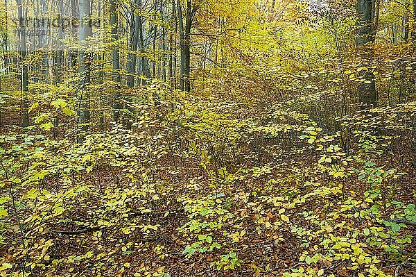 Bunt verfärbte Blätter im Rotbuchenwald (Fagus sylvatica) im Herbst  Nationalpark Hainich  Thüringen  Deutschland  Europa