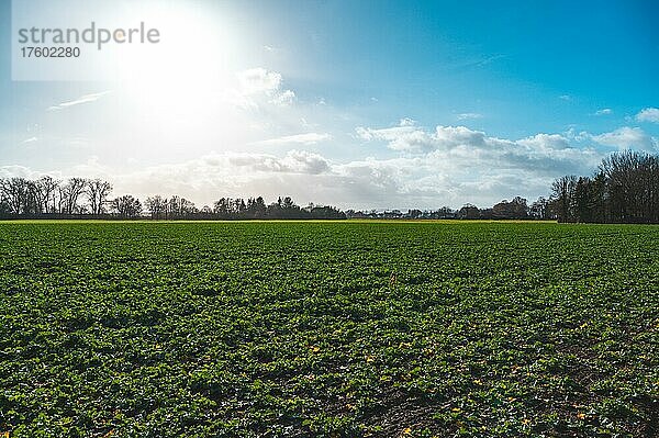 Feld mit Winterraps (Brassica napus) bei Sonnenschein im Januar  Ronnenberg  Niedersachsen  Deutschland  Europa