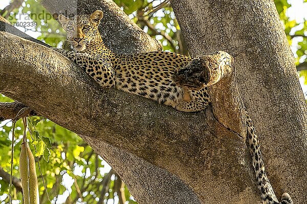 Afrikanischer Leopard (Panthera pardus)  liegt auf Leberwurstbaum (Kigelia africana)  Moremi Game Reserve West  Okavango Delta  Botswana  Afrika