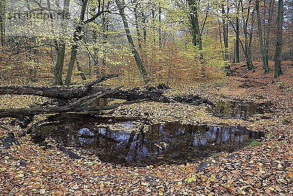 Rotbach  naturnaher Bachlauf  Buchenwald  im Herbst  Oberhausen  Ruhrgebiet  Nordrhein-Westfalen  Deutschland  Europa