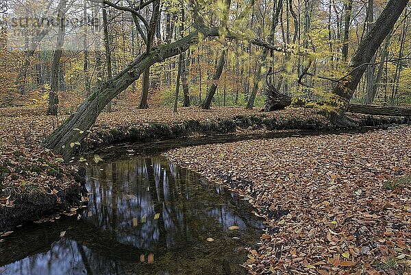 Rotbach  naturnaher Bachlauf  Buchenwald  im Herbst  Oberhausen  Ruhrgebiet  Nordrhein-Westfalen  Deutschland  Europa