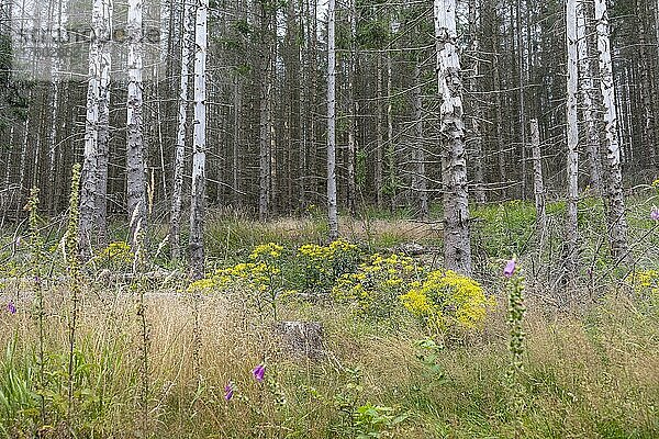 Gelb blühendes Greiskraut (Senecio) zwischen abgestorbenen Bäumen  Waldsterben im Nationalpark Harz  Sachsen-Anhalt  Deutschland  Europa