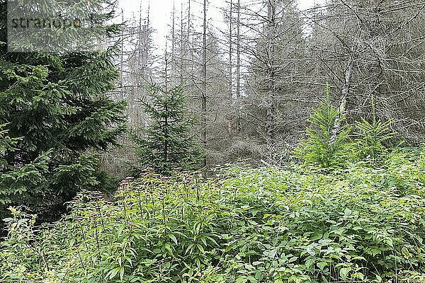 Große Flächen sind vom Waldsterben betroffen  Ilsetal  Nationalpark Harz  Sachsen-Anhalt  Deutschland  Europa