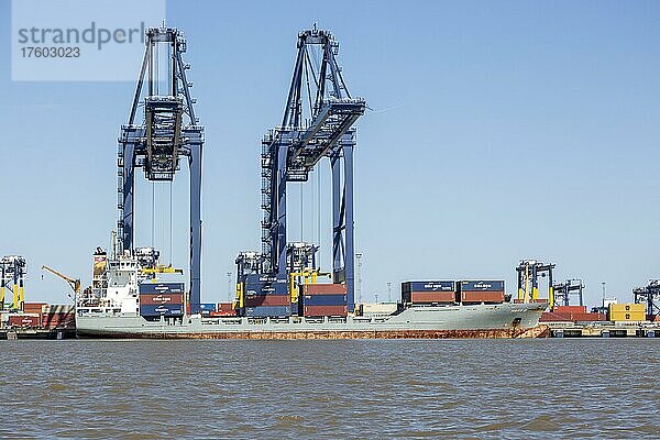 Portalkräne am Kai im Hafen von Felixstowe  Suffolk  England  Großbritannien Maike D Containerschiff