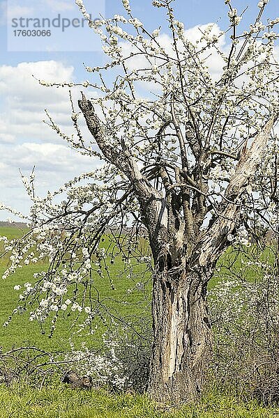 Alter Kirschbaum mit morschem Holz und abgebrochenen Ästen voller Blüten  Sachsen  Deutschland  Europa