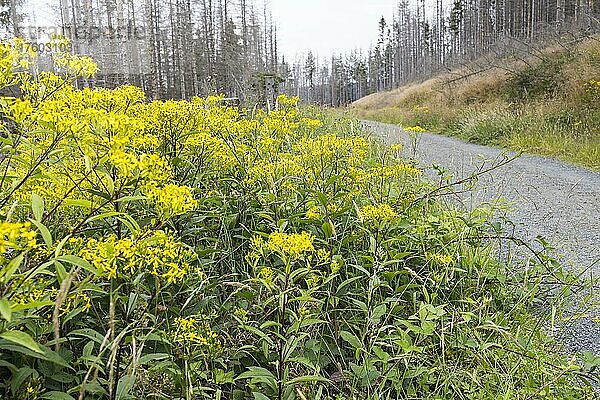 Greiskraut (Senecio) in Blüte  Waldsterben im Nationalpark Harz  Sachsen-Anhalt  Deutschland  Europa