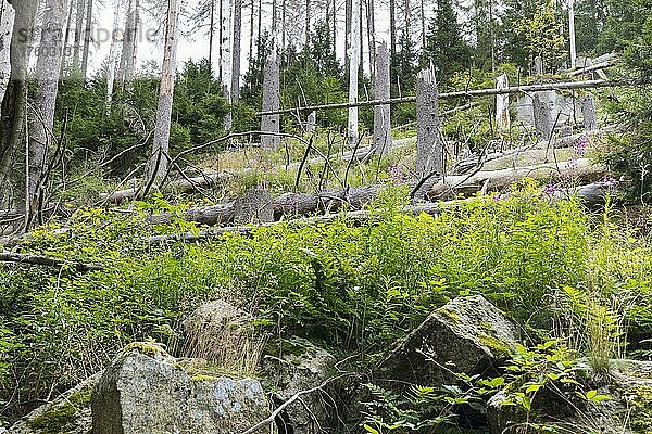 Umgestürzte Bäume durch Sturm und Waldsterben  oberes Ilsetal  Nationalpark Harz  Sachsen-Anhalt  Deutschland  Europa