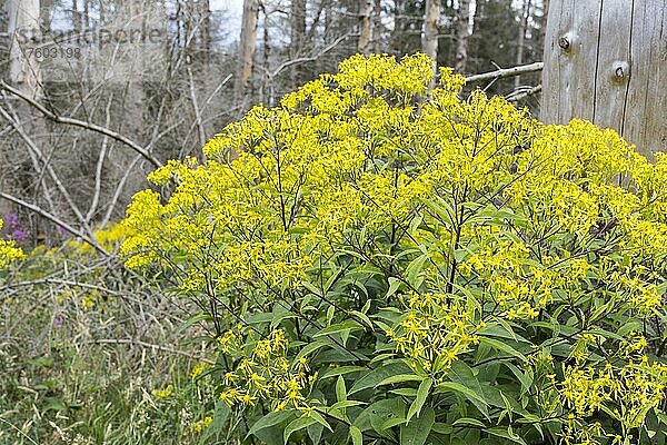 Gelb blühendes Greiskraut (Senecio)  Nationalpark Harz  Sachsen-Anhalt  Deutschland  Europa