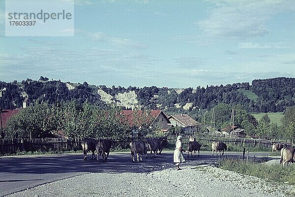 Epfach bei Schongau  Viehtrieb  Stallzeit  Landwirtschaft  Bayern  Deutschland  Sechziger Jahre  Europa