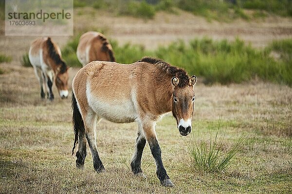 Przewalski-Pferd (Equus ferus przewalskii)  Bayern  Deutschland  Europa