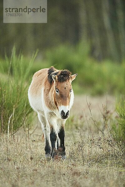 Przewalski-Pferd (Equus ferus przewalskii)  Bayern  Deutschland  Europa