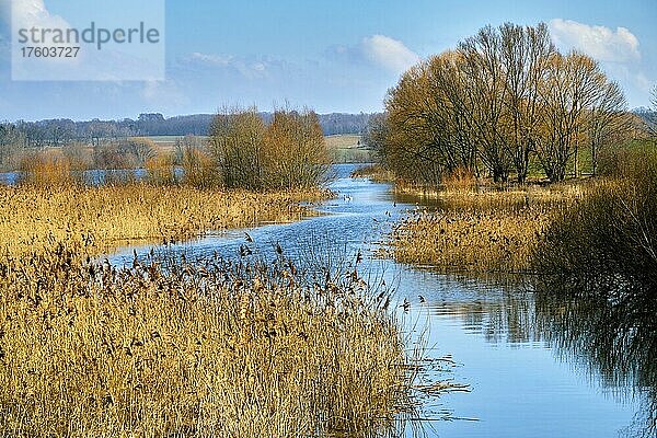 Döllnitzsee bei Wermsdorf  Sachsen  Deutschland  Europa