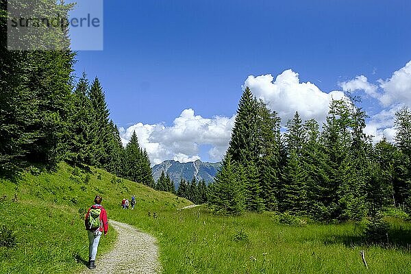 Wanderer beim Abstieg vom Berggasthof Hochleite  Söllereck bei Oberstdorf  Allgäuer Alpen  Oberallgäu  Allgäu  Schwaben  Bayern  Deutschland  Europa