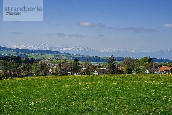 Aussicht über Frankau auf die Allgäuer Berge  bei Rettenbach am Auerberg  Allgäu  Schwaben  Bayern  Deutschland  Europa