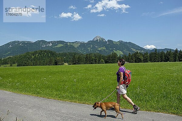 Wanderer mit Hund am Segelflugplatz  hinten Wendelstein  Geitau  Oberbayern  Bayern  Deutschland  Europa