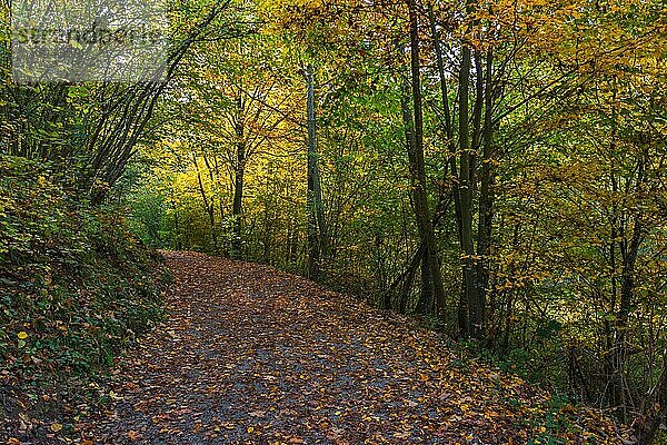 Bunter Herbstmorgen im Wald bei Graz  Steiermark  Österreich  Europa