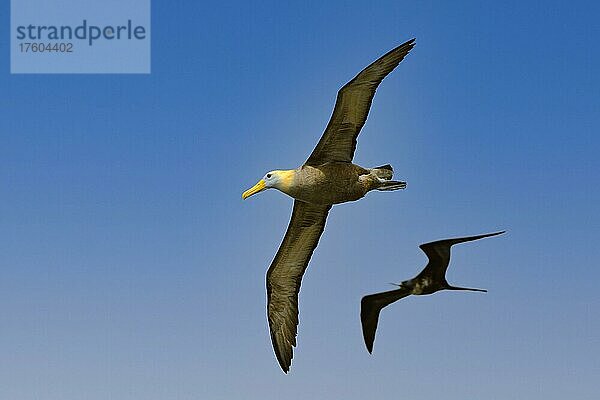 Galapagosalbatros (Phoebastria irrorata) im Flug  Insel Espanola  Galapagos  Unesco Welterbe  Ecuador  Pazifischer Ozean  Südamerika