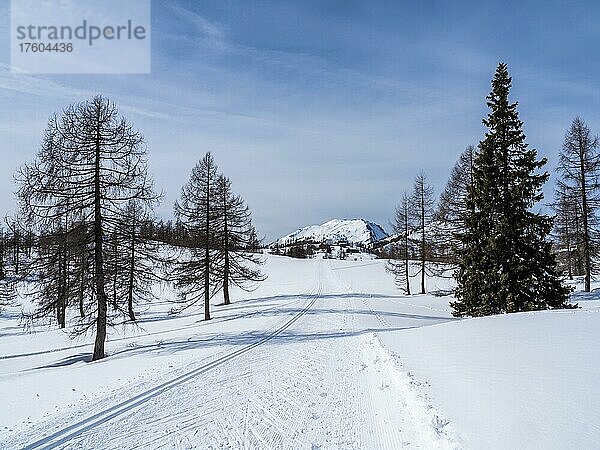 Winterlandschaft  Langlaufloipe  karge Bäume und verschneite Berggipfel  Tauplitzalm  Steiermark  Österreich  Europa
