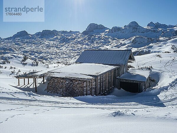 Winterlandschaft  Hütte mit Brennholz vor verschneiten Berggipfeln  Krippenstein  Salzkammergut  Oberösterreich  Österreich  Europa