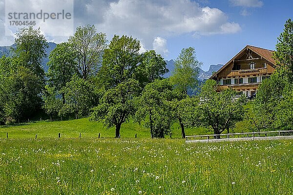 Bauernhöfe bei Arzbach  Lenggries  Isarwinkel  Oberbayern  Bayern  Deutschland  Europa