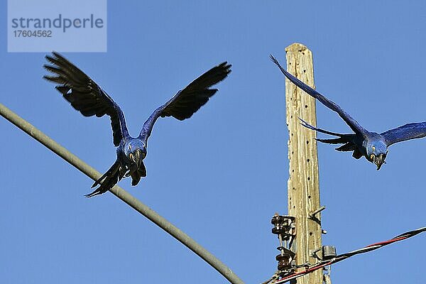 Hyazinth-Aras (Anodorhynchus hyacinthinus) auf Stromleitung  Pantanal  Mato Grosso  Brasilien  Südamerika