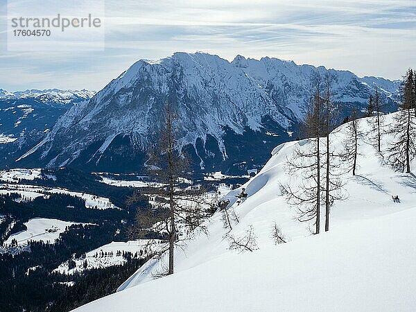 Winterlandschaft  karge Bäume und verschneite Berggipfel  Aussicht auf den Grimming  Tauplitzalm  Steiermark  Österreich  Europa