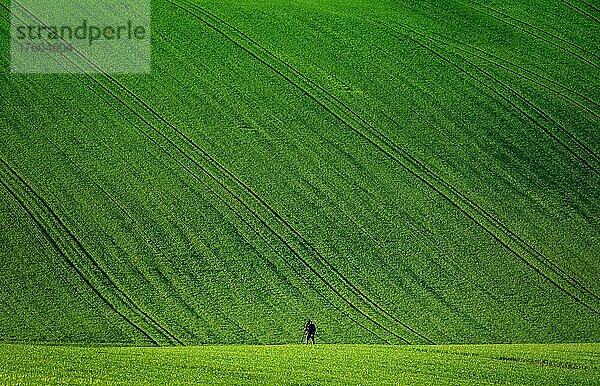 Schöne und bunte abstrakte Landschaft  mit sanften Hügeln und grünen Weizenfeldern in Südmähren  Tschechische Republik  Europa