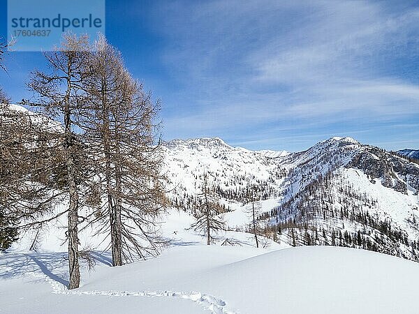 Winterlandschaft  karge Bäume und verschneite Berggipfel  Aussicht auf den zugefrorenen Steirersee  Tauplitzalm  Steiermark  Österreich  Europa