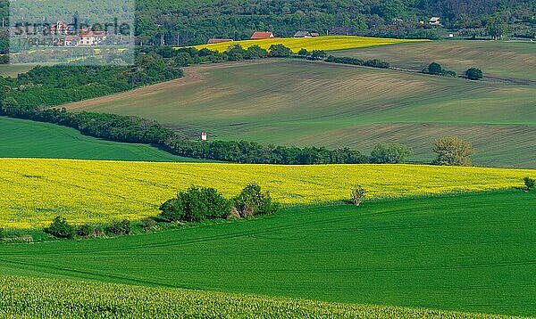 Schöne und bunte abstrakte Landschaft mit sanften Hügeln  grünen Weizenfeldern und gelben Rapsfeldern in Südmähren  Tschechische Republik  Europa