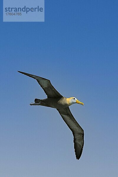 Galapagosalbatros (Phoebastria irrorata) im Flug  Insel Espanola  Galapagos  Unesco Welterbe  Ecuador  Pazifischer Ozean  Südamerika