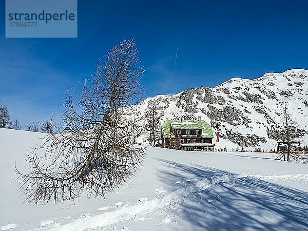 Blauer Himmel über Winterlandschaft  Naturfreundehaus  Spuren im Schnee  kahler Baum  verschneite Berggipfel  Tauplitzalm  Steiermark  Österreich  Europa