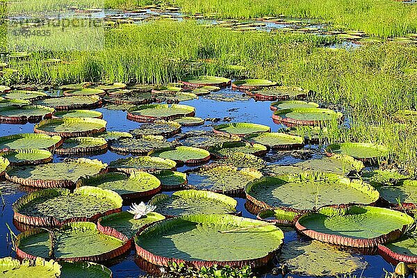 Blätter der Amazonas-Riesenseerose (Victoria amazonica) im Abendlicht  Pantanal  Mato Grosso  Brasilien  Südamerika