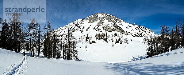 Winterlandschaft  karge Bäume und verschneite Berggipfel  Tauplitzalm  Steiermark  Österreich  Europa