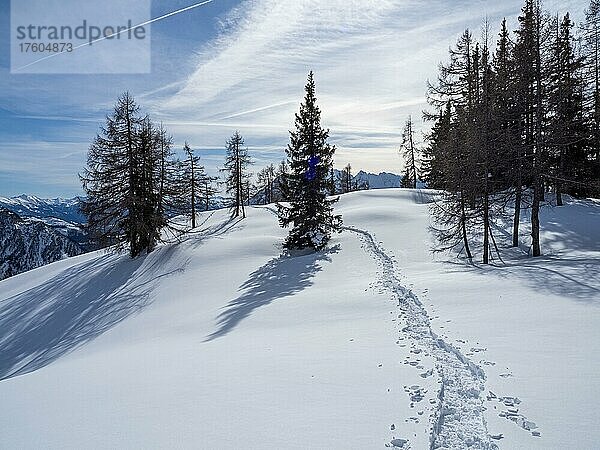 Spuren von Schneeschuhen in Winterlandschaft  verschneite Berggipfel  karge Bäume  Tauplitzalm  Steiermark  Österreich  Europa