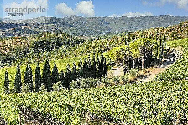 Weinberge bei Radda in Chianti  Chianti  Provinz Firenze  Toskana  Italien  Europa