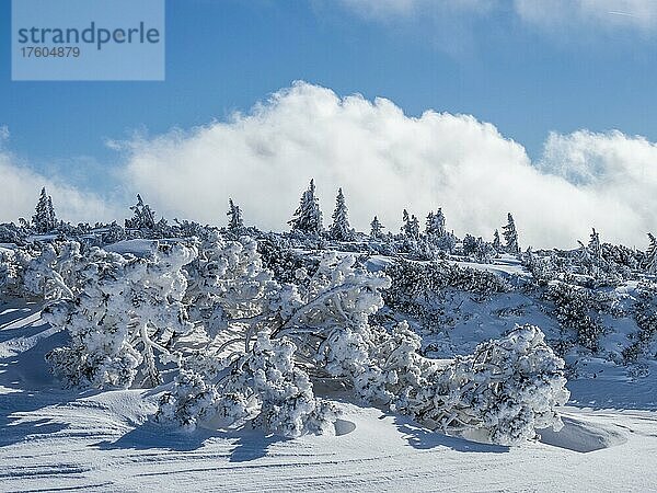 Blauer Himmel über Winterlandschaft  verschneite Bäume  Hochplateau am Lawinenstein  Tauplitzalm  Steiermark  Österreich  Europa