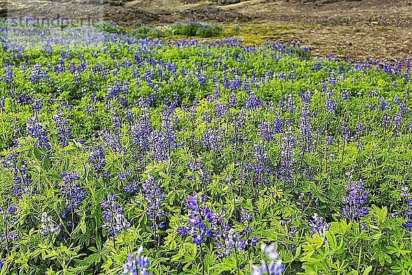 Blau blühende Alaska-Lupinen (Lupinus nootkatensis)  Vulkanlandschaft im Sommer  Halbinsel Reykjanes  Island  Europa