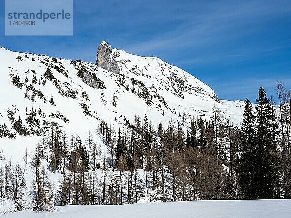 Winterlandschaft  karge Bäume und verschneite Berggipfel  Tauplitzalm  Steiermark  Österreich  Europa