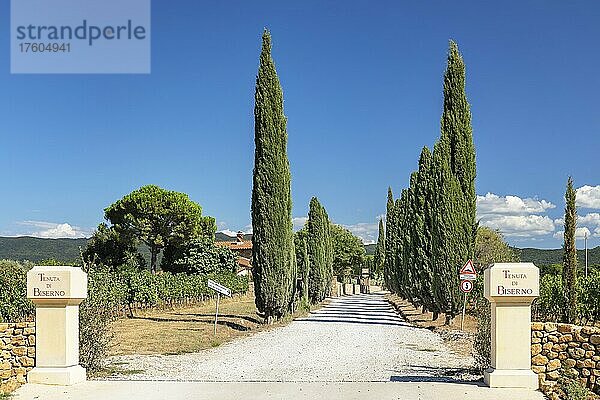 Zypressenallee an der Einfahrt zum Weingut Tenuta di Biserno  nahe Bolgheri  Maremma  Provinz Livorno  Toskana  Italien  Europa